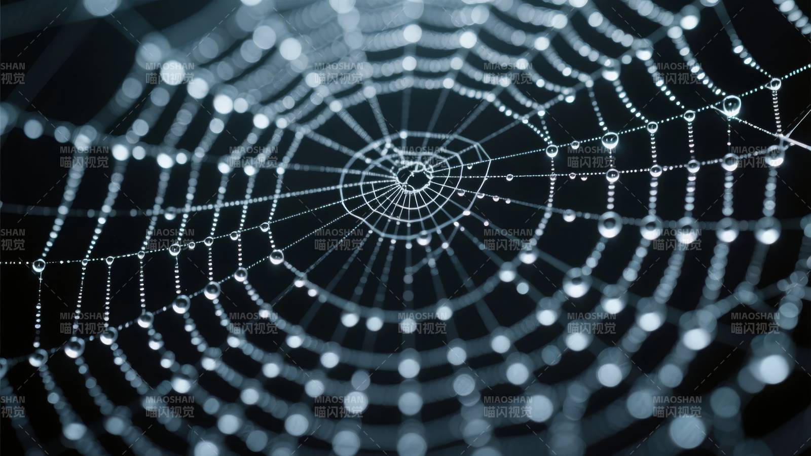 露珠点缀蛛网图片