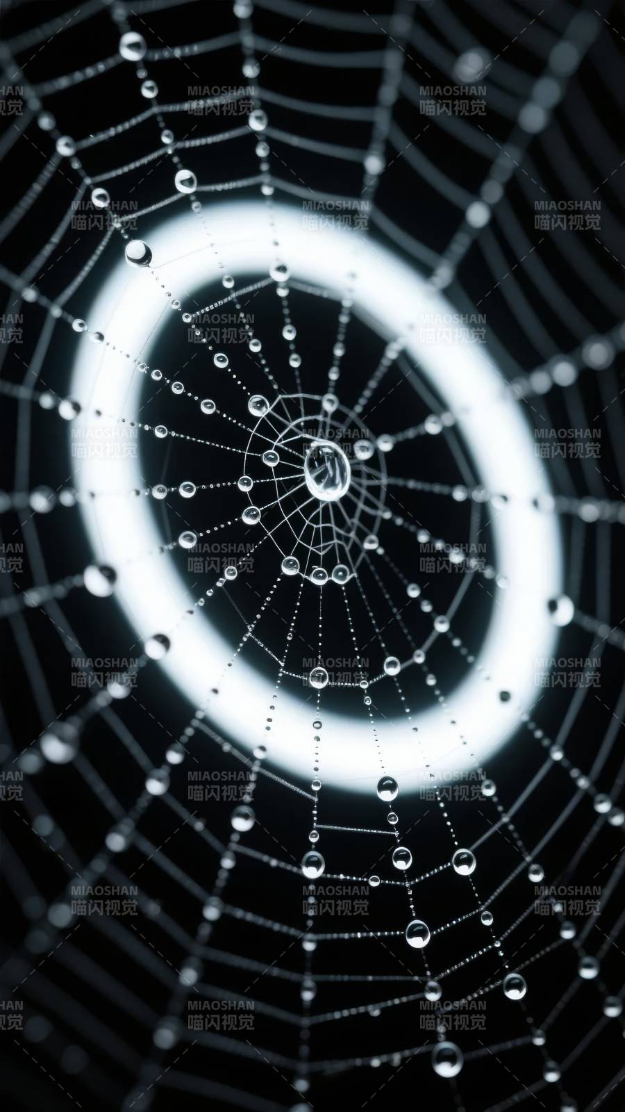 露珠蛛网夜光图片