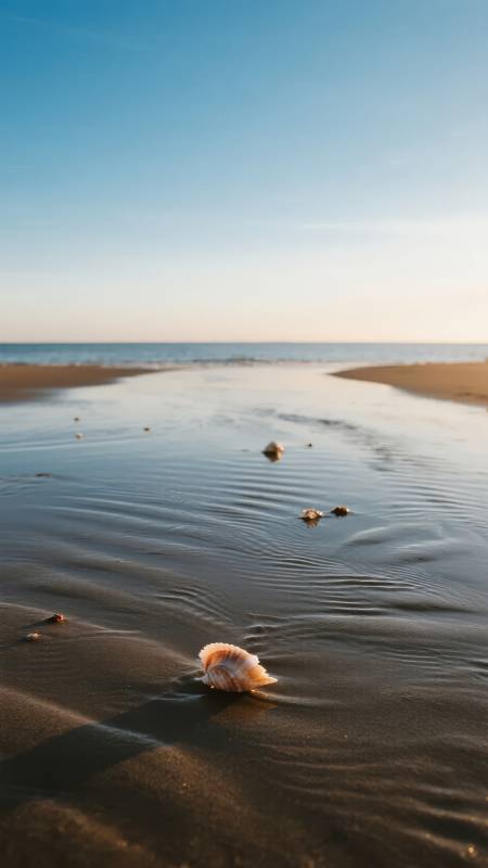 沙滩上的贝壳图片