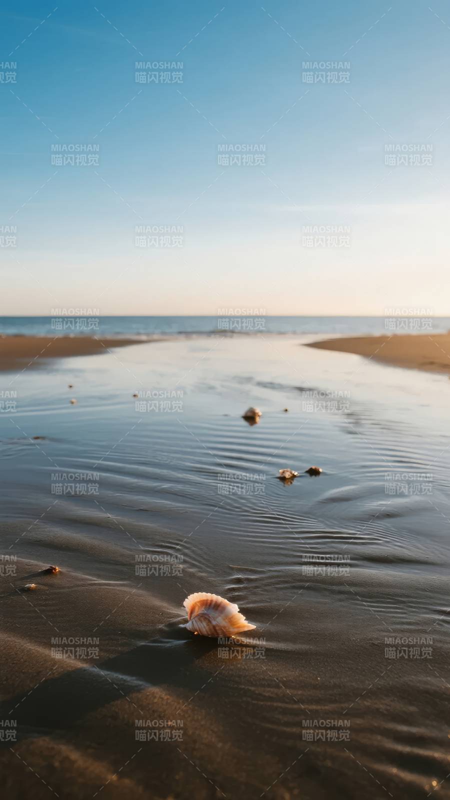 沙滩上的贝壳图片