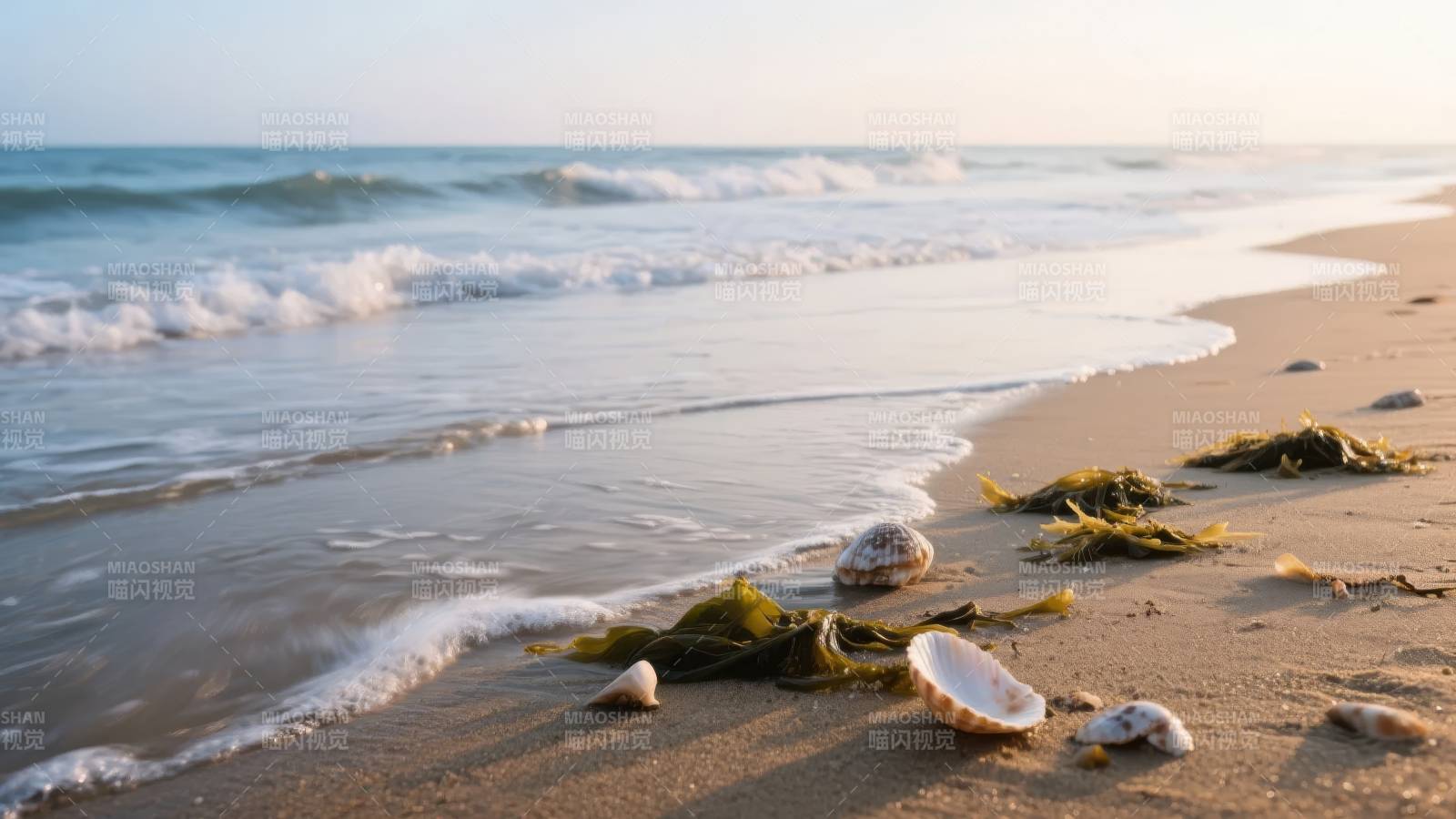 沙滩上的贝壳与海藻图片