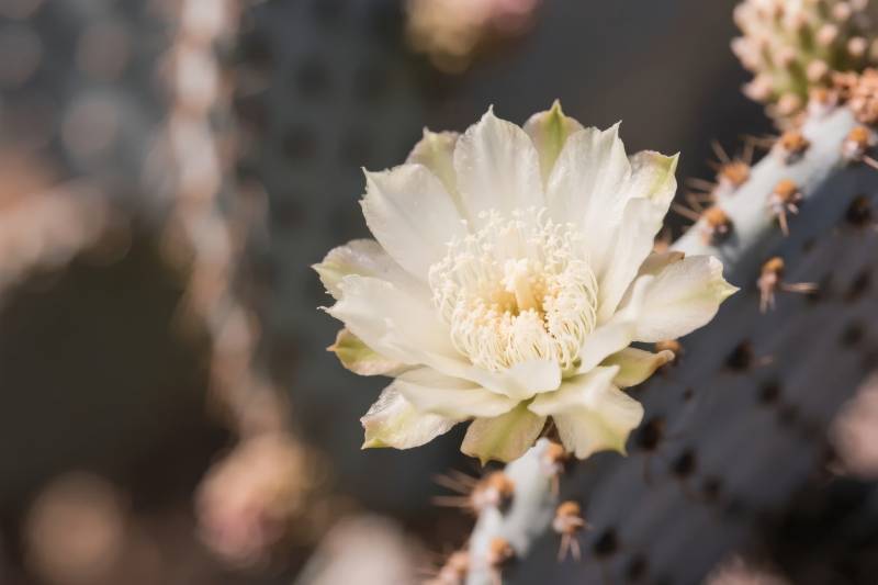 仙人掌白花绽放图片