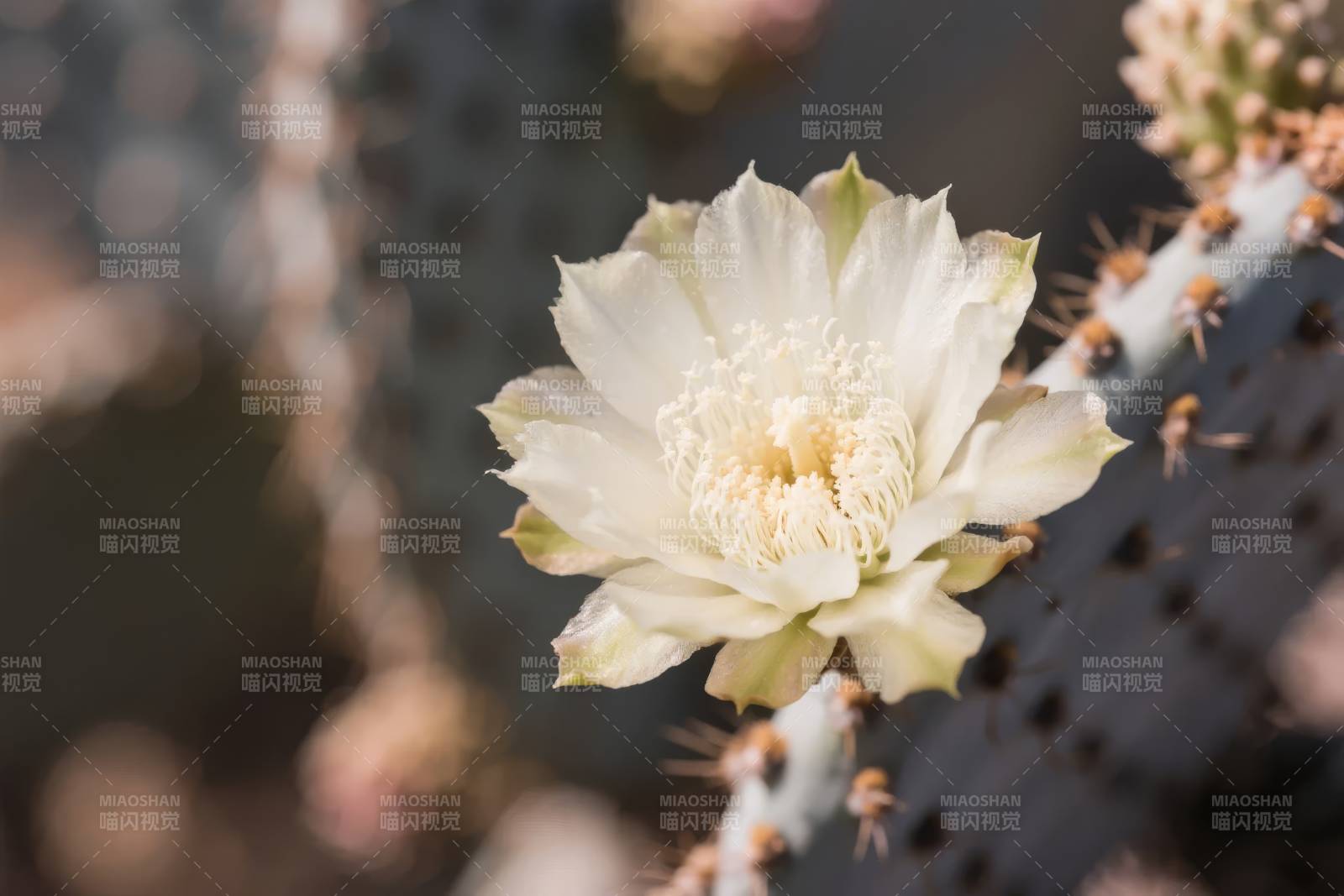 仙人掌白花绽放图片