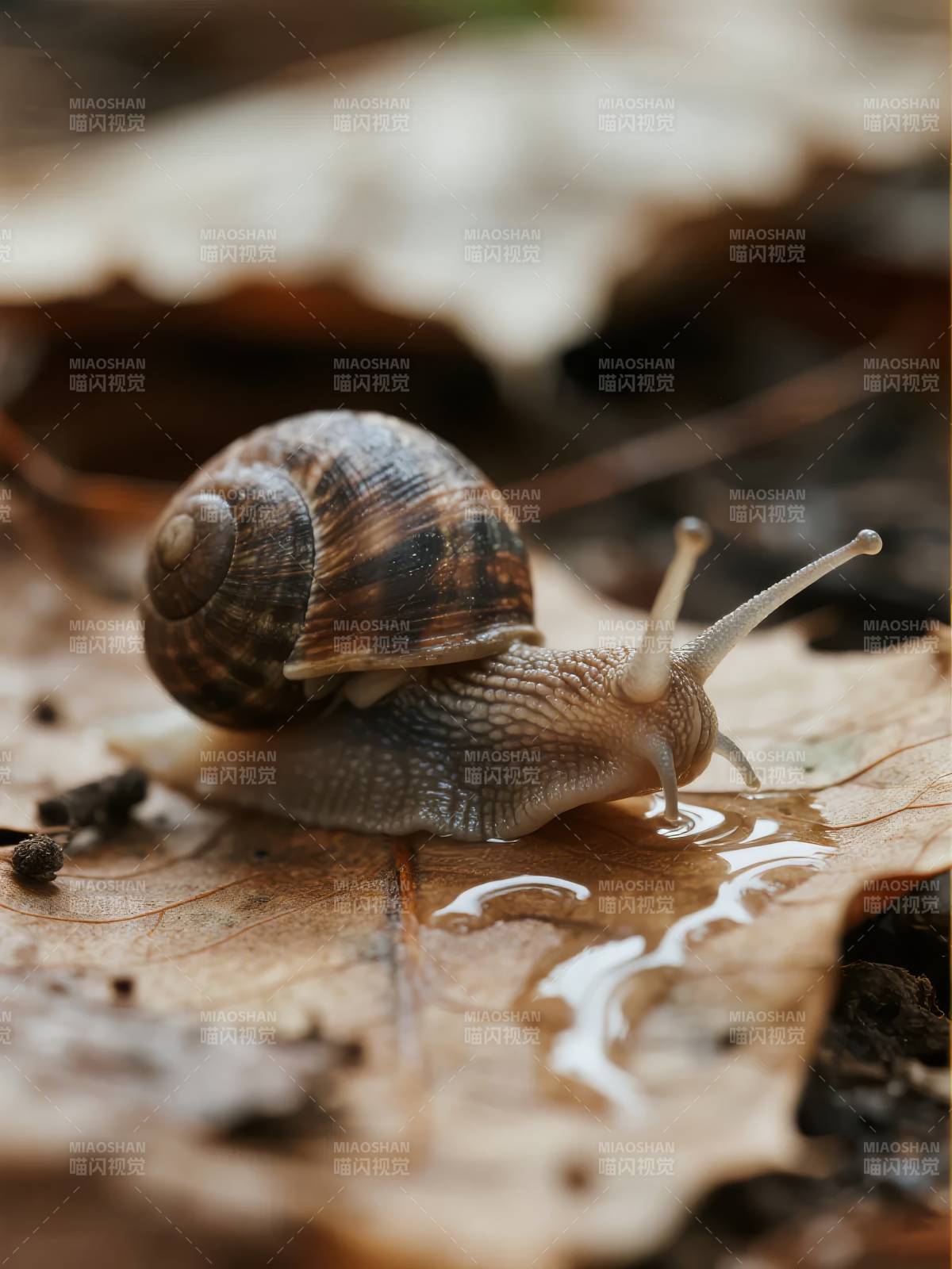 蜗牛爬行于落叶上图片