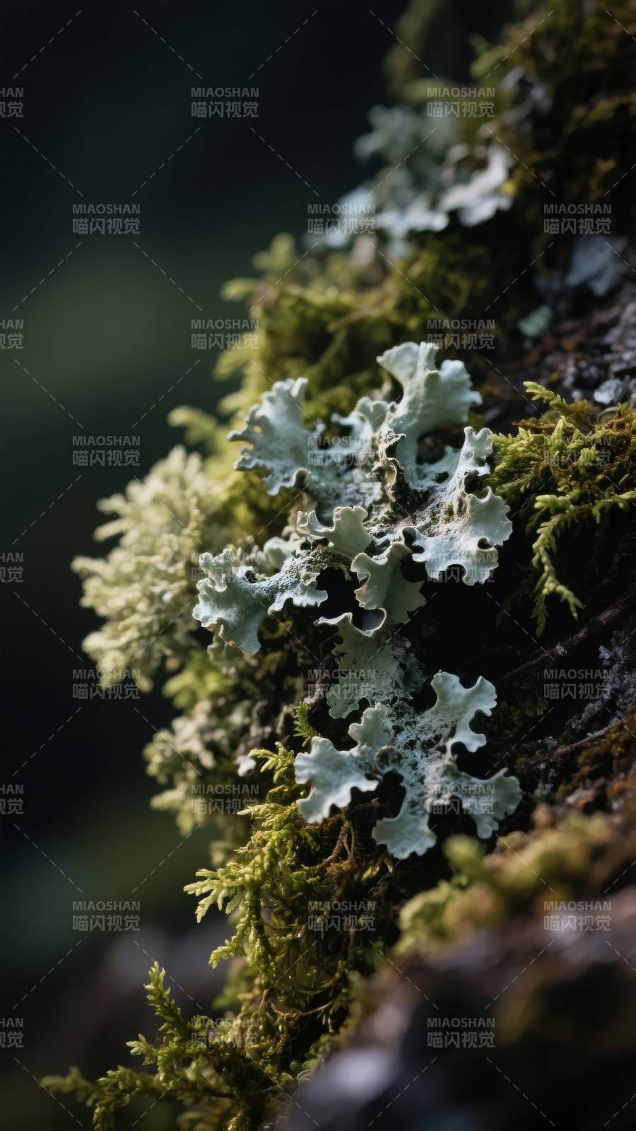 苔藓与地衣共生图片