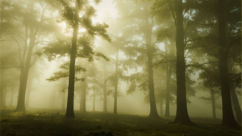 晨雾森林图片