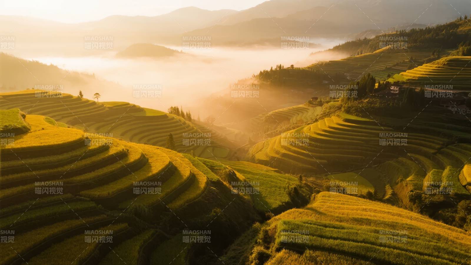 梯田晨雾图片