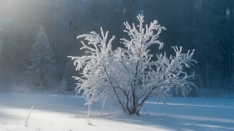 雪覆枝头静谧冬景图片