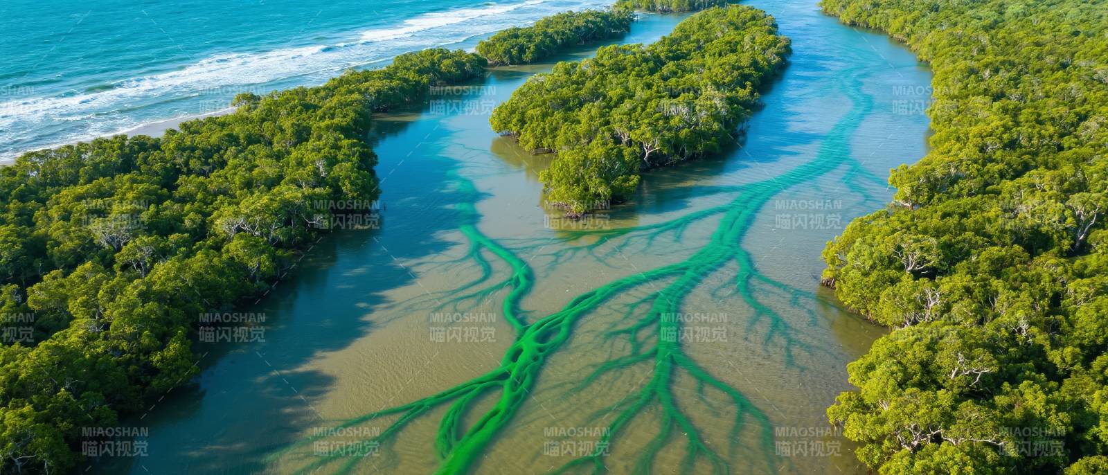 红树林湿地美景图片