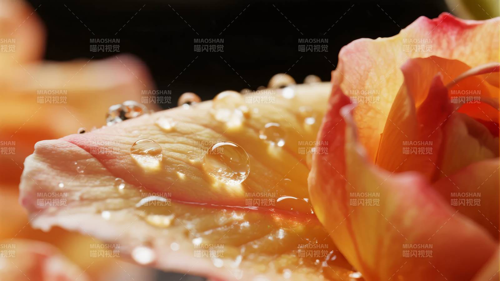 露珠玫瑰绽放图片