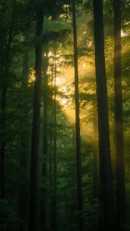 晨光穿透森林图片