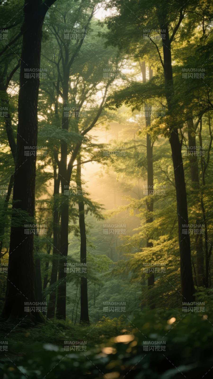晨光穿透森林图片