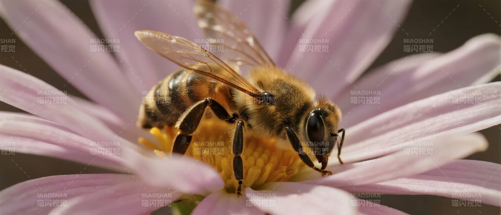 蜜蜂采蜜花间图片