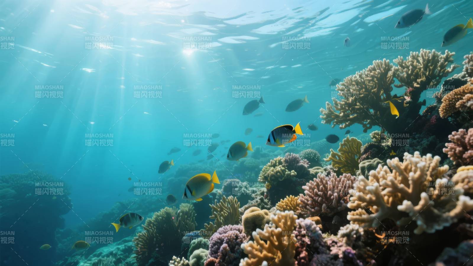 珊瑚礁鱼群游弋图片