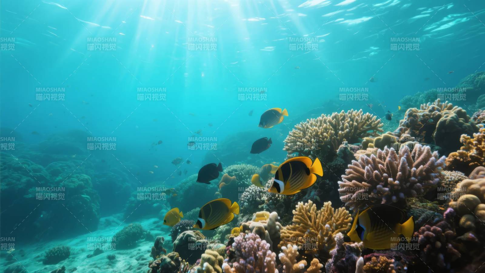 海底珊瑚鱼群图片