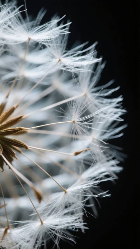 蒲公英的轻盈飞翔图片