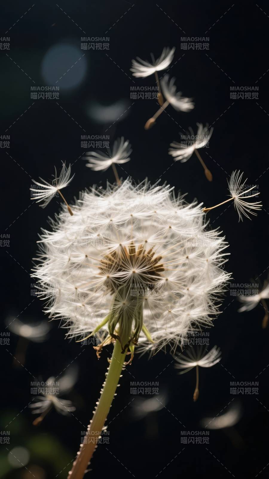 蒲公英飘散图片