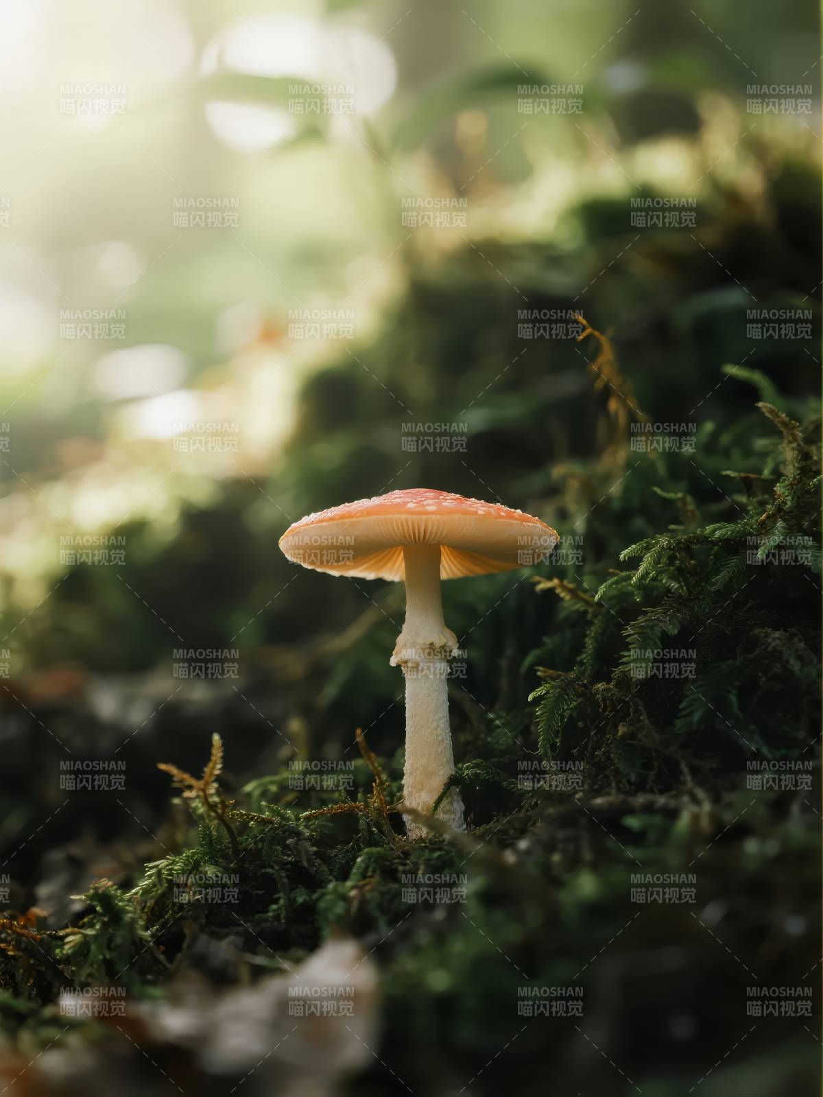 林间红伞菌图片