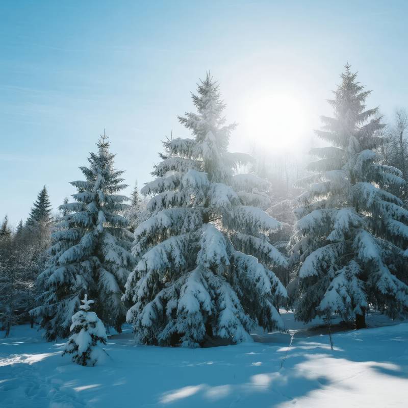 雪松映日图片