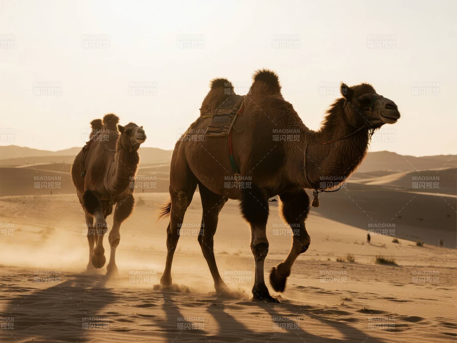 沙漠驼影图片