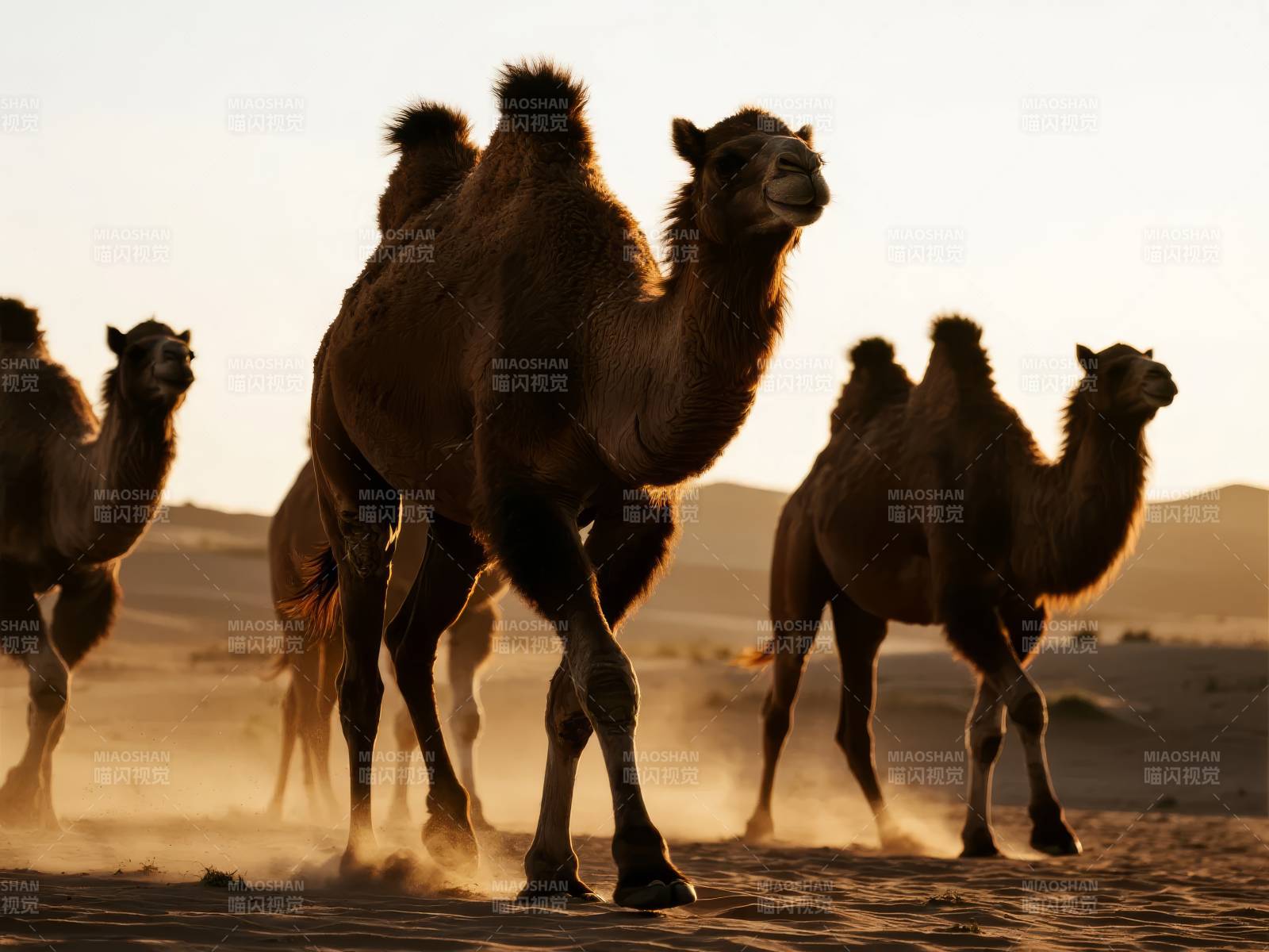 沙漠驼影图片