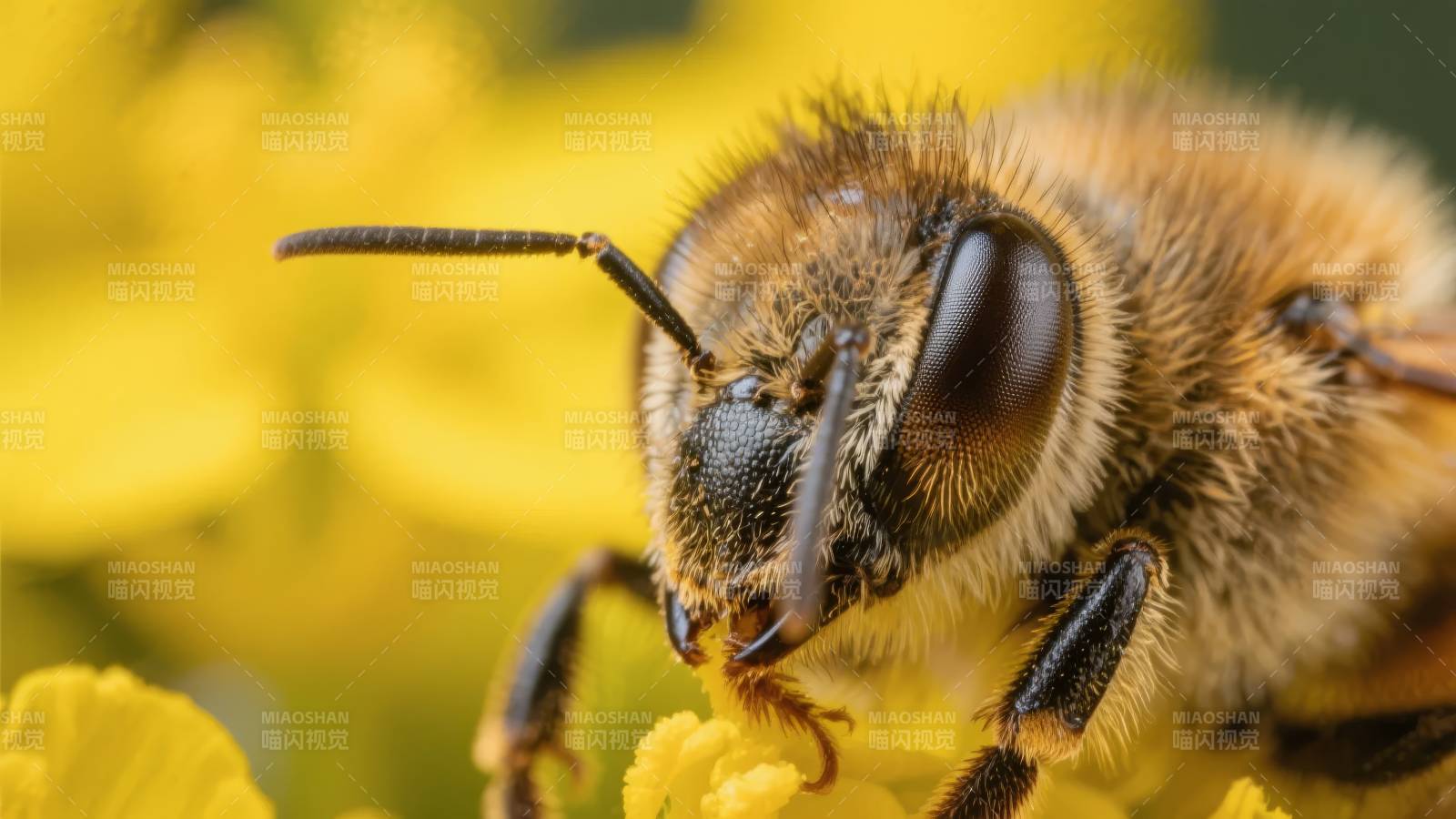 蜜蜂采蜜特写图片
