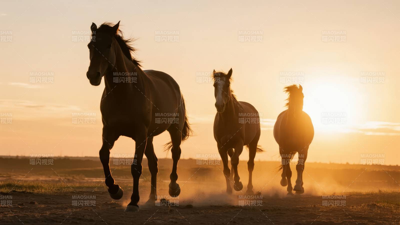 夕阳下奔腾的骏马图片