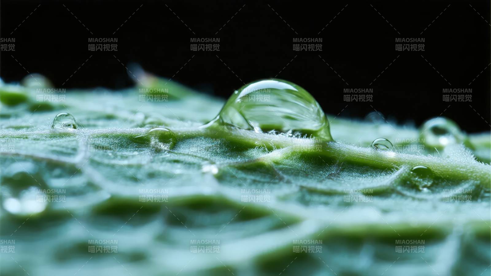 叶上露珠晶莹图片