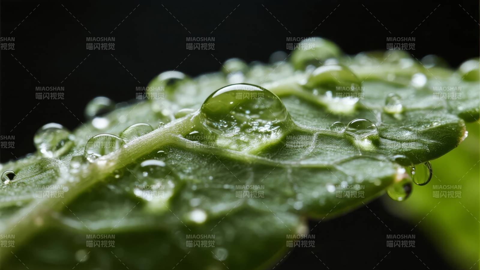 叶上露珠晶莹图片