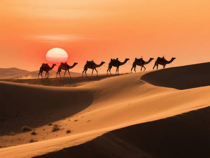 沙漠驼影日落图片