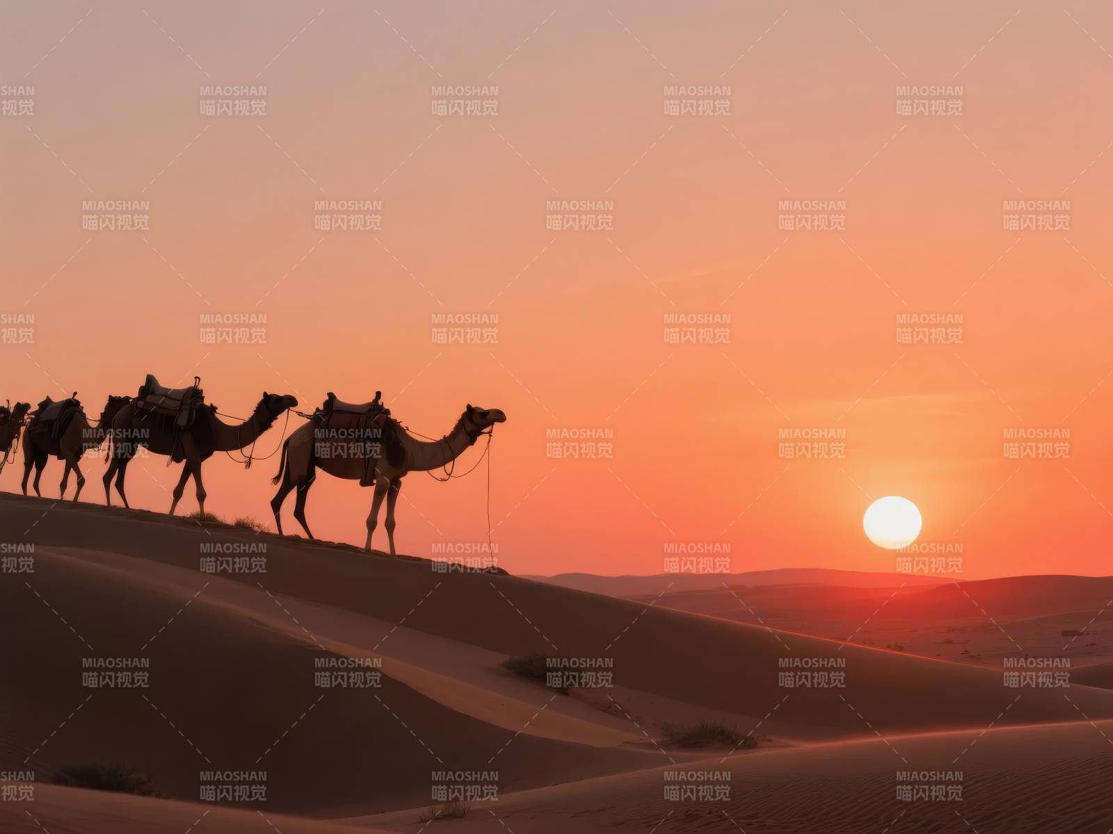 沙漠驼影夕阳图片