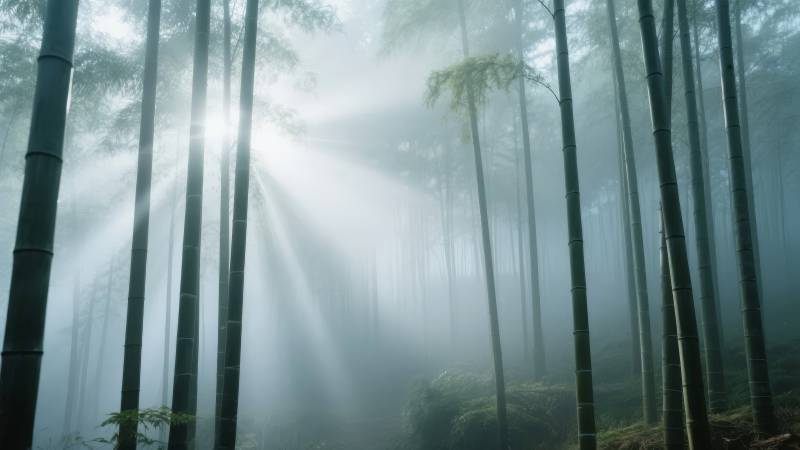 竹林晨雾光影图片