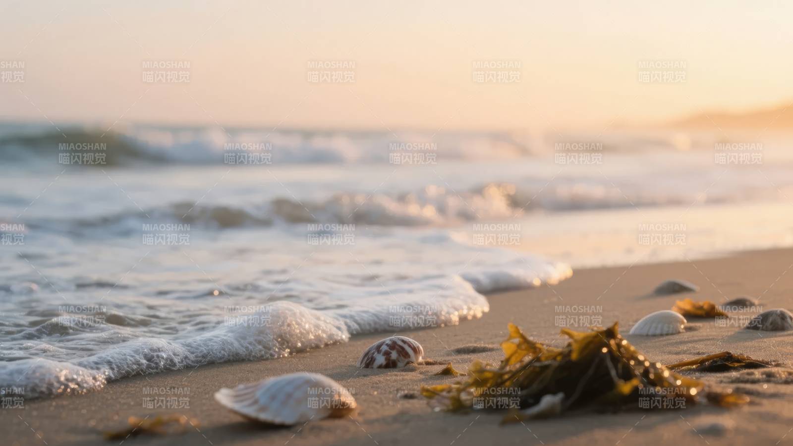 海滩晨曦贝壳静躺图片
