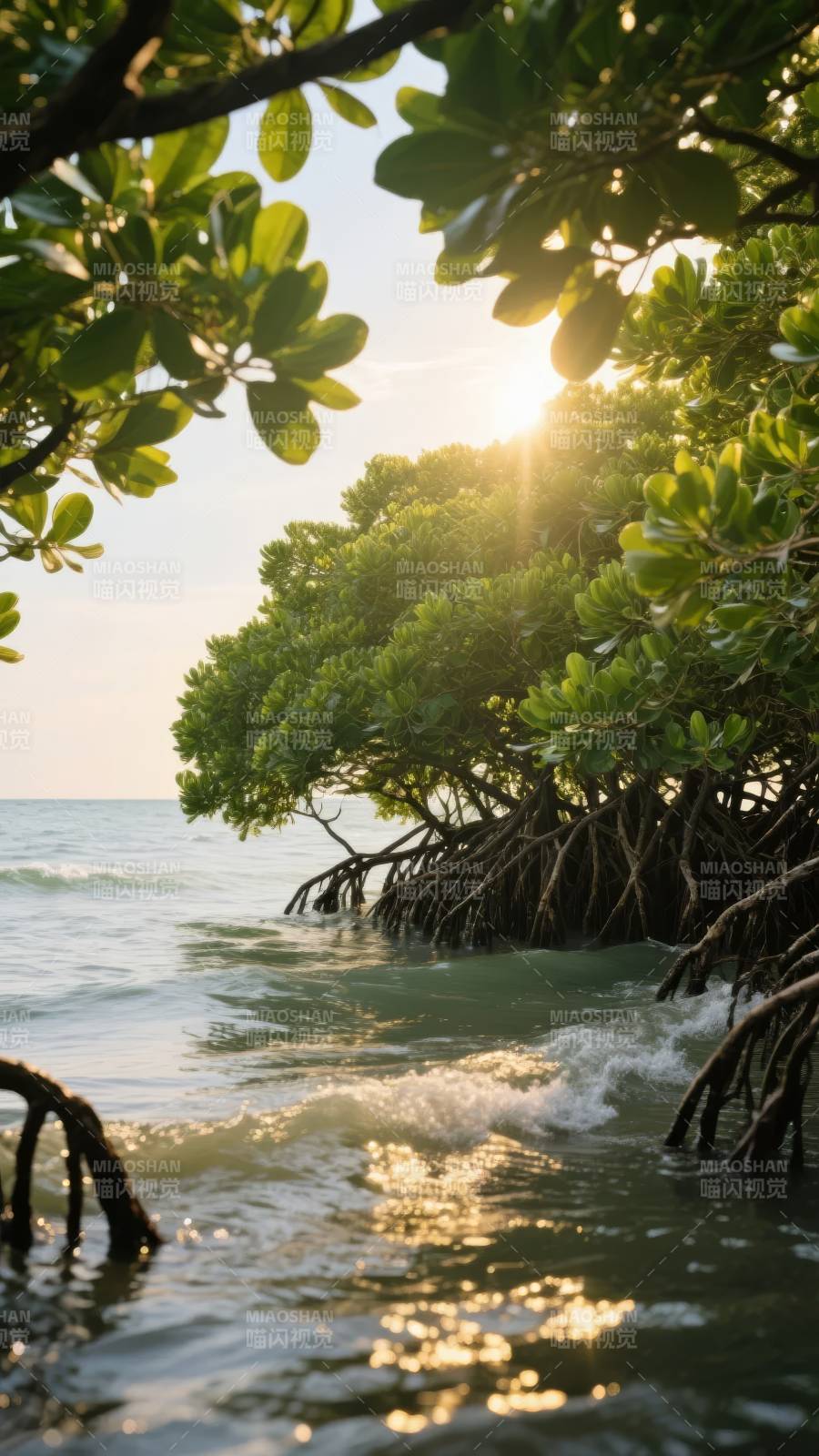 阳光下的红树林图片