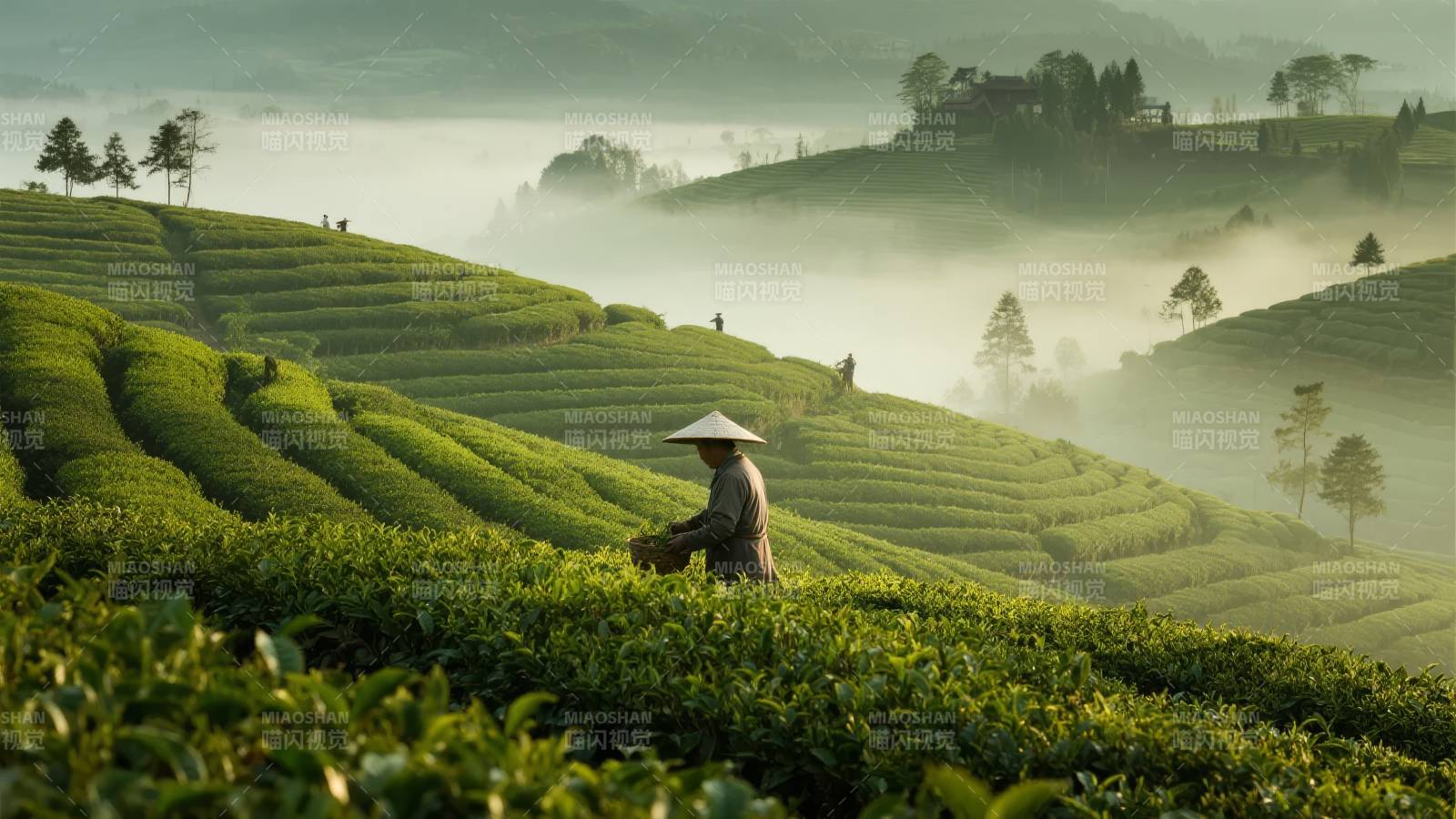 茶山晨雾采茶人图片