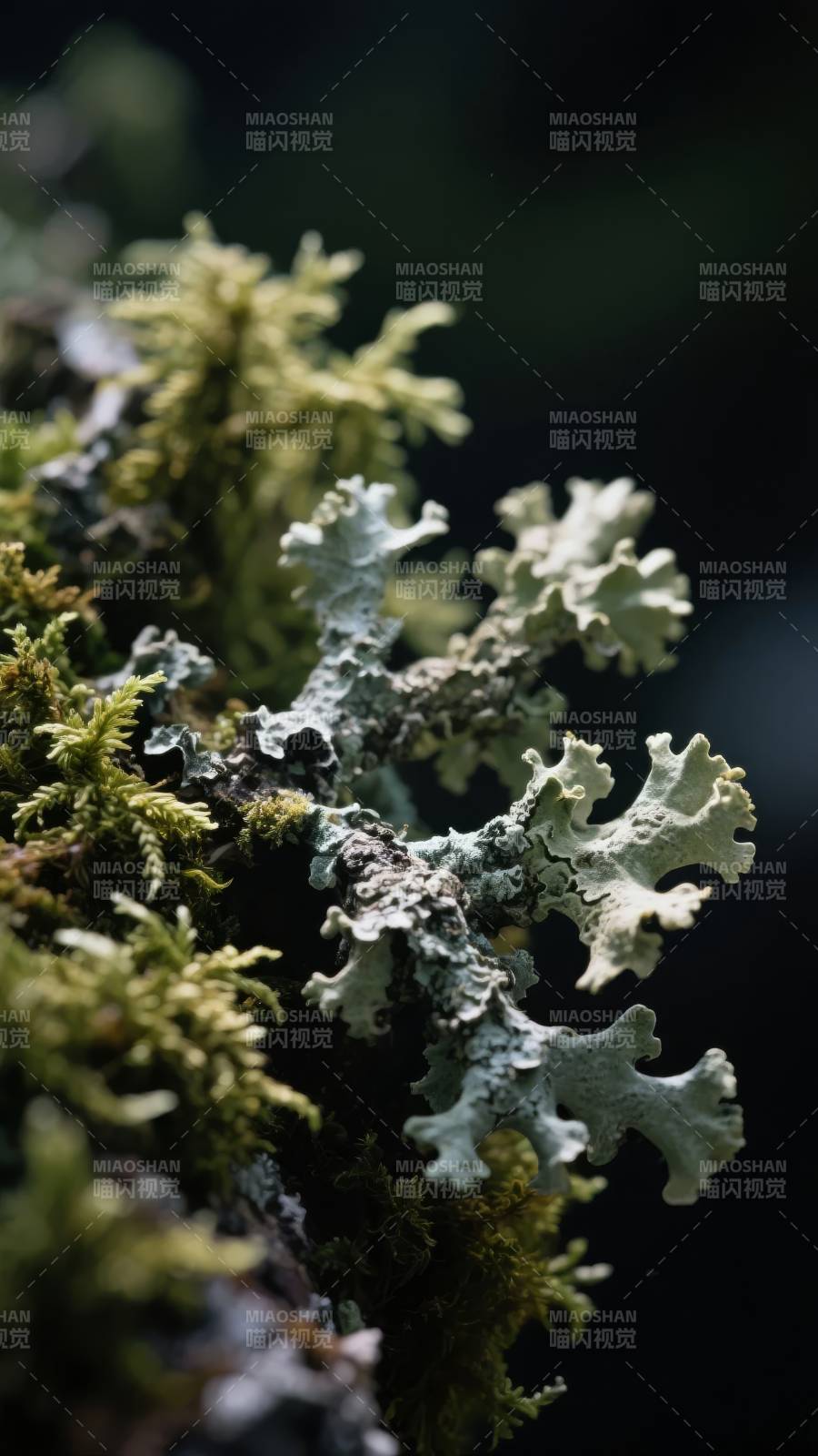 苔藓与地衣共生图片