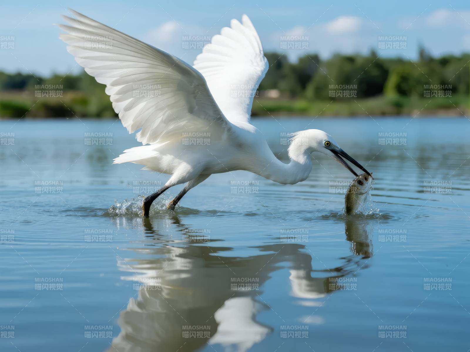 白鹭捕鱼瞬间图片