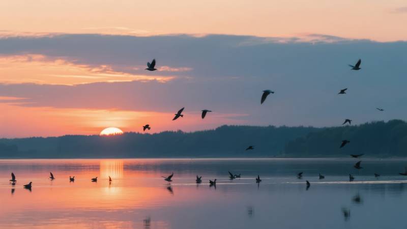 湖上日落飞鸟图片