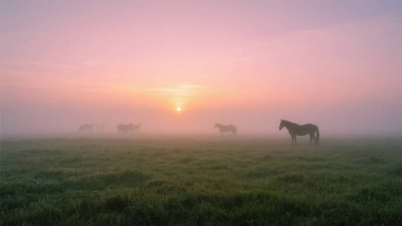 晨雾中的马群图片
