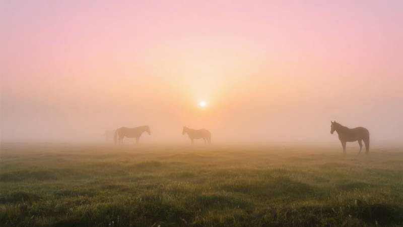 晨雾中的马群图片
