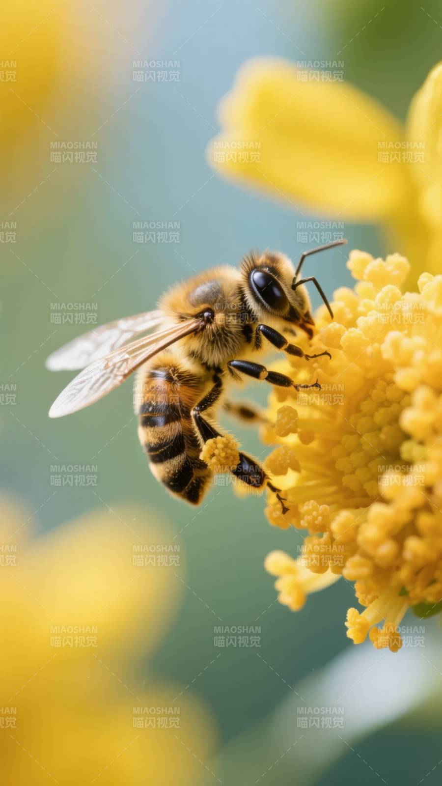 蜜蜂采蜜瞬间图片