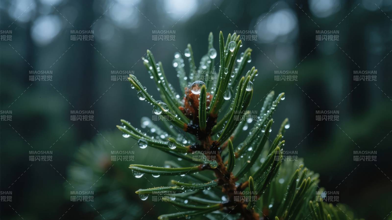 雨后松针晶莹图片