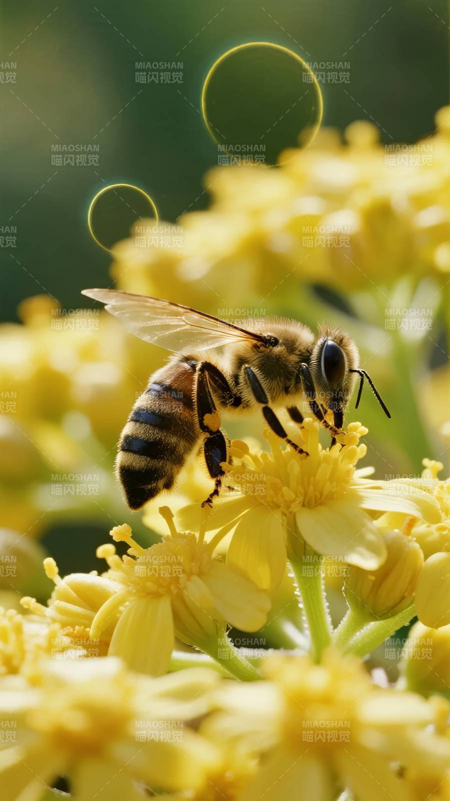 蜜蜂采蜜花丛中图片