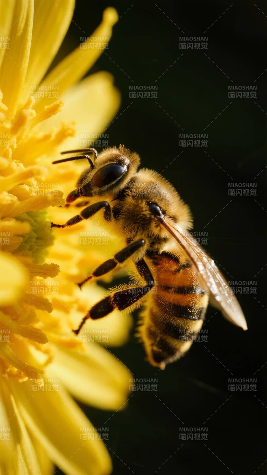 蜜蜂采蜜图片