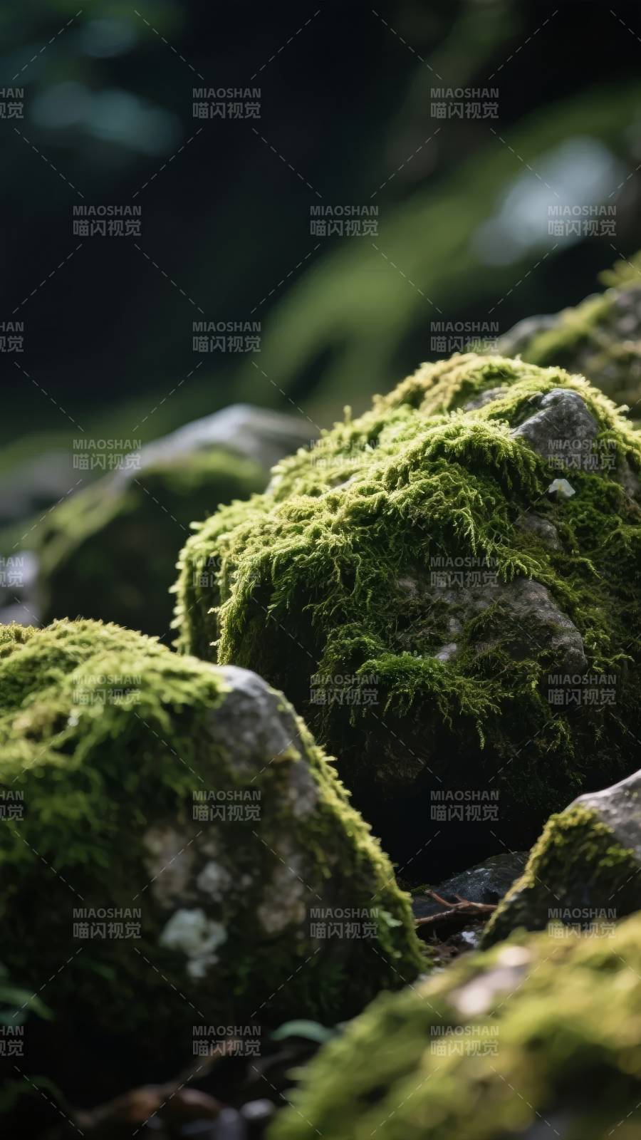 青苔覆石 幽静森林图片