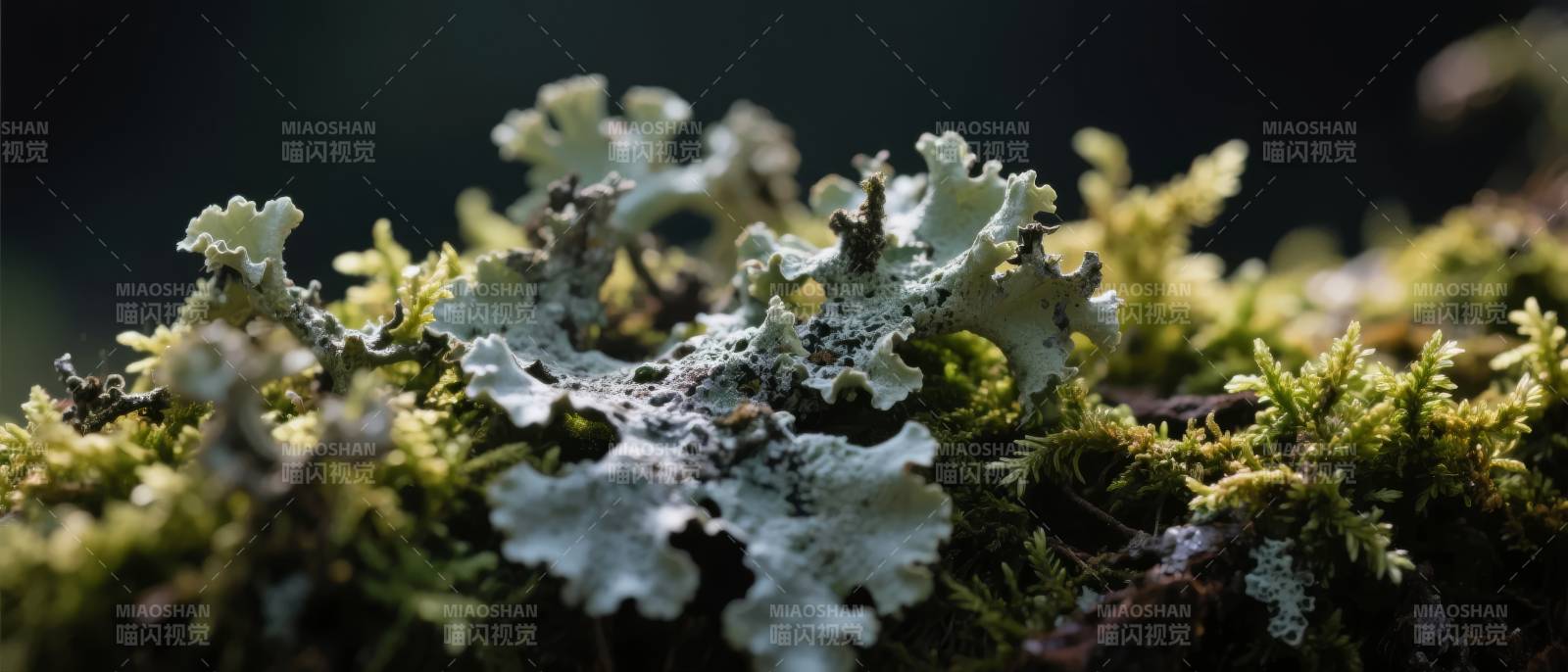苔藓与地衣共生图片