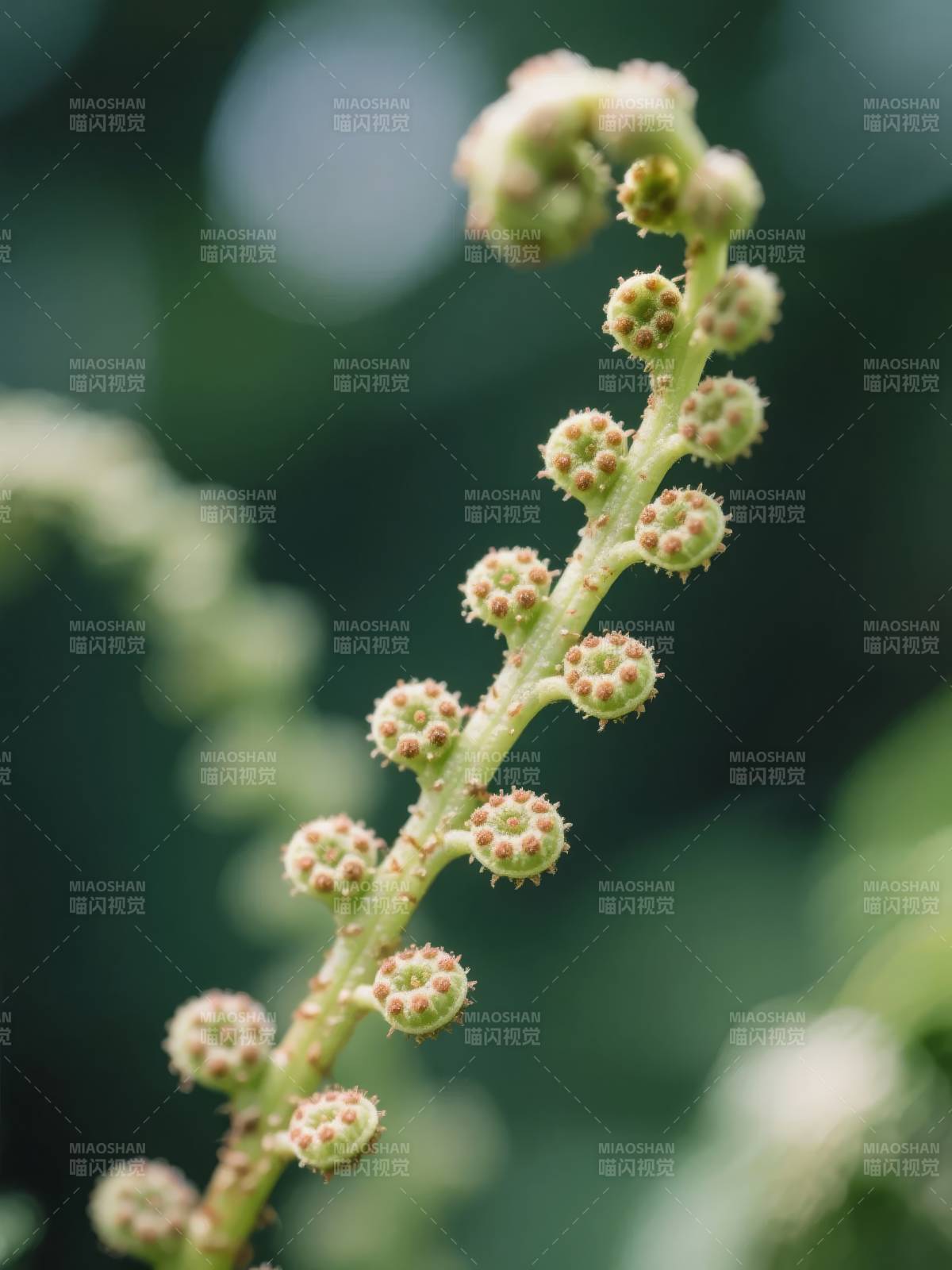 嫩绿花穗特写图片