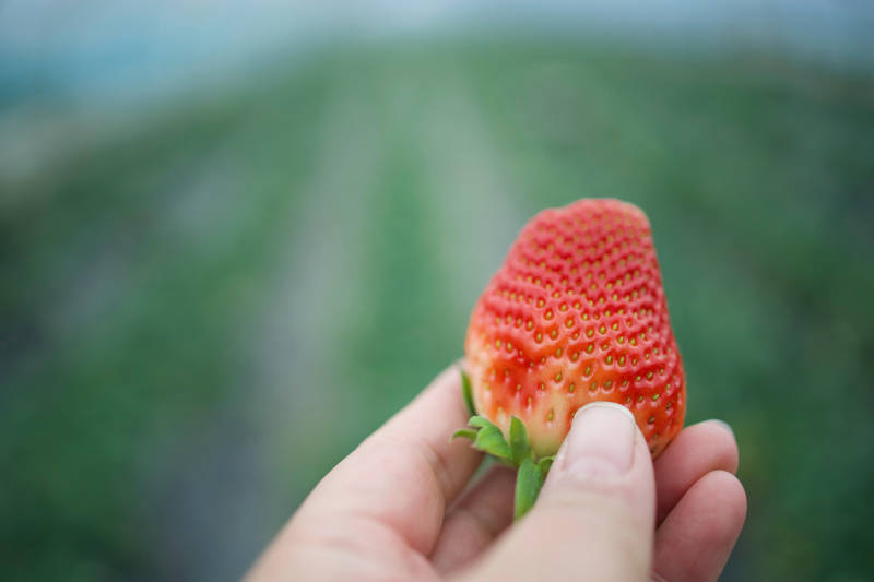 手握鲜红草莓图片