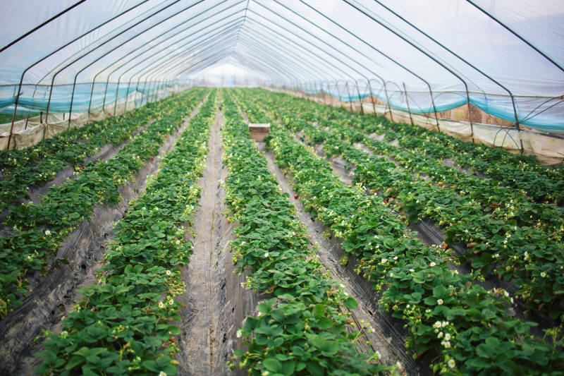 温室草莓种植园图片