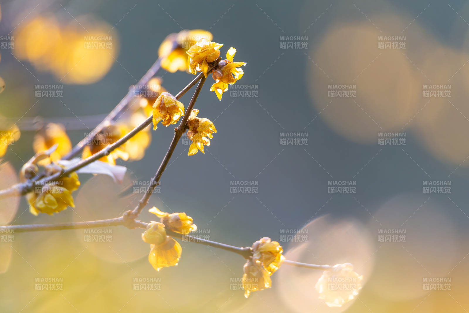 冬日金花绽放图片
